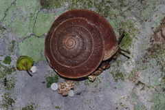 Plectotropis marginata