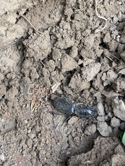 Secatophus australis