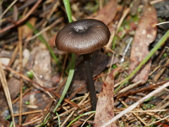 Entoloma asprellopsis