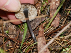 Entoloma asprellopsis