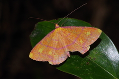Eumelea biflavata