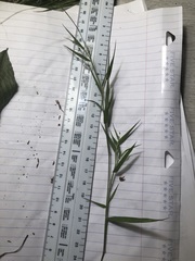 Dichanthelium leucothrix