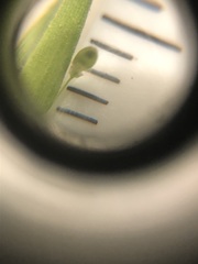 Dichanthelium leucothrix