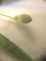 Dichanthelium leucothrix