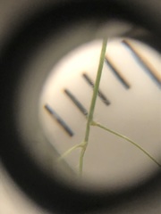 Dichanthelium leucothrix