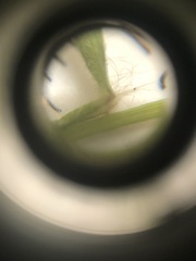 Dichanthelium leucothrix