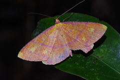Eumelea biflavata