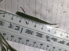 Dichanthelium leucothrix