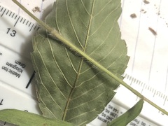 Dichanthelium leucothrix