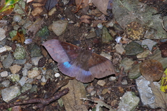 Ischyja manlia