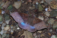 Ischyja manlia