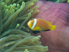 Amphiprion nigripes