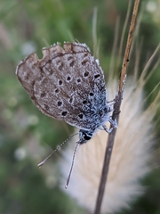 Pseudophilotes panoptes