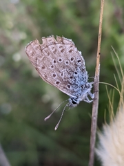 Pseudophilotes panoptes