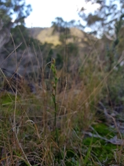 Pterostylis daintreana