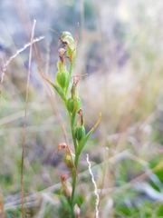 Pterostylis daintreana