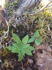 Pterostylis daintreana