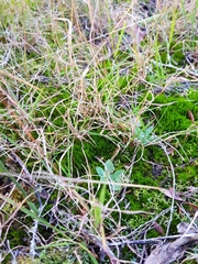 Pterostylis daintreana