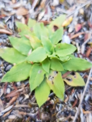 Pterostylis daintreana