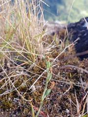 Pterostylis daintreana