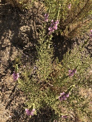 Sairocarpus multiflorus