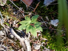 Pterostylis daintreana