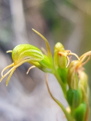 Pterostylis daintreana