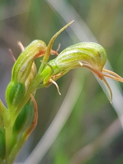 Pterostylis daintreana