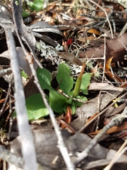 Pterostylis daintreana