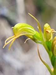 Pterostylis daintreana