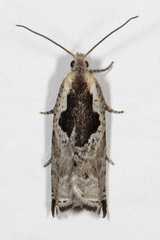 Ancylis nubeculana