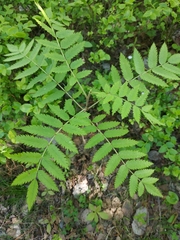 Sorbus aucuparia