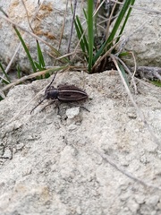 Dorcadion holosericeum