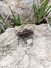 Dorcadion holosericeum