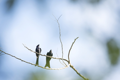 Dicrurus aeneus braunianus