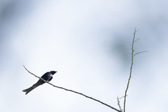 Dicrurus aeneus braunianus