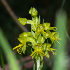 Habenaria marginata