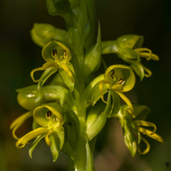 Habenaria marginata