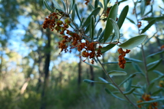 Grevillea floribunda