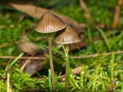 Mycena albidofusca