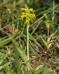 Habenaria marginata