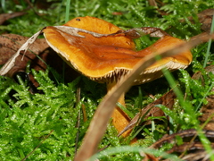 Cortinarius abnormis