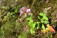 Pelargonium cordifolium