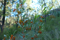 Grevillea floribunda