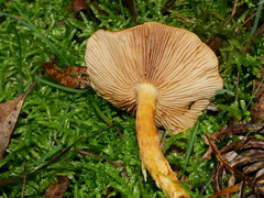 Cortinarius abnormis