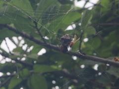 Araneus ventricosus