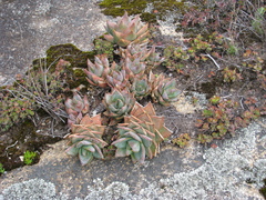 Short-leaved Aloe (Aloe brevifolia)
