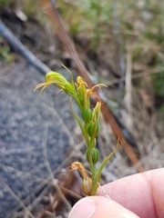 Pterostylis daintreana