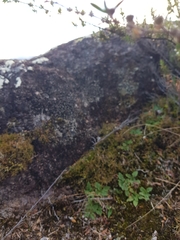 Pterostylis daintreana