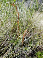 Pterostylis daintreana